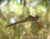 Sympetrum striolatum
