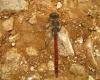 Sympetrum meridionale