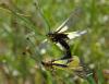 13030 – Photo : basc – France (07)