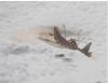 13018 – Photo : Johanna Villenave-Chasset – France (49)