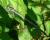 Platycnemis pennipes