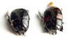 Hister quadrimaculatus