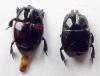 Hister quadrimaculatus