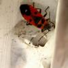 13650 – Photo : Arlette Licois – France (37)