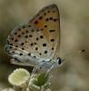 13613 – Photo : Pelouard – Turquie