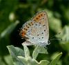 13717 – Photo : Pelouard – Turquie