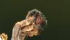 13582 – Photo : Bruno Descaves – France (46)