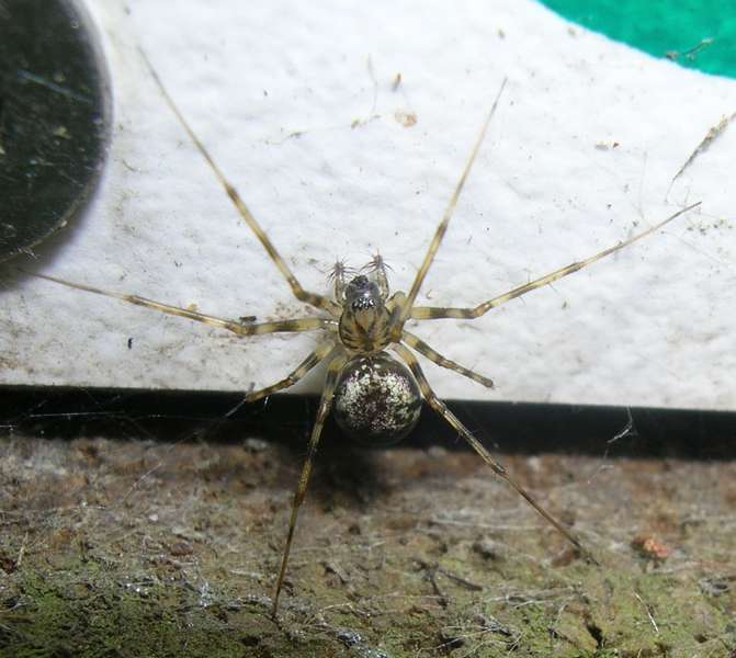 richardunord - Drapetisca socialis - réf. 13599 (671 x 600 pixels, 44 ko)