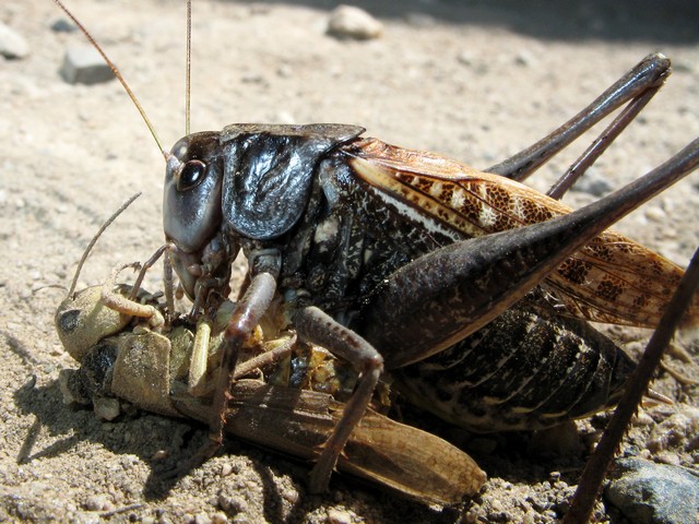 G. Cerda - Decticus verrucivorus verrucivorus - réf. 13025 (640 x 480 pixels, 146 ko)