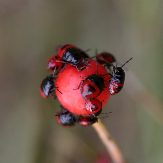 Franck BEAUPERE - Canthophorus sp. - réf. 13291 (567 x 567 pixels, 129 ko)