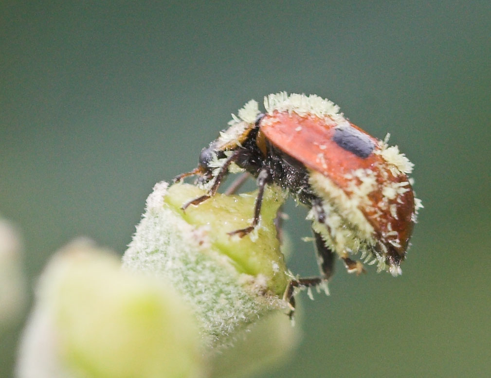 Pierre Duhem - Adalia (Adalia) bipunctata bipunctata - réf. 13955 (1009 x 777 pixels, 115 ko)