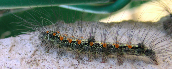 Kcire - Lithosia quadra - réf. 13602 (716 x 290 pixels, 147 ko)