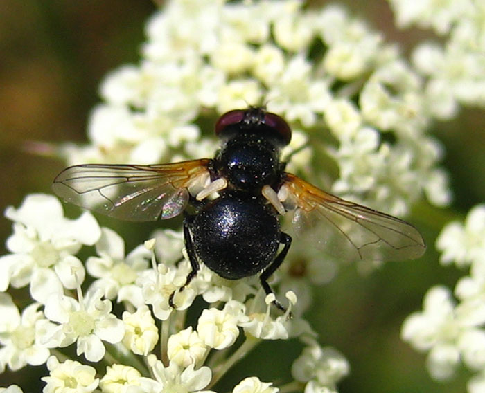 Cecile Bassaglia - Cistogaster globosa - réf. 13751 (700 x 568 pixels, 115 ko)