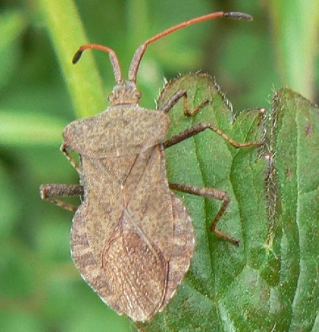 Michel Ehrhardt - Coreus marginatus - réf. 13820 (460 x 479 pixels, 73 ko)
