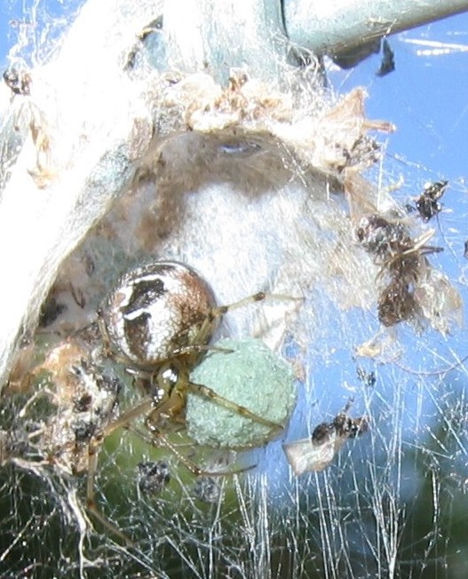 Sylvain Déjean - Phylloneta impressa - réf. 13577 (527 x 652 pixels, 120 ko)