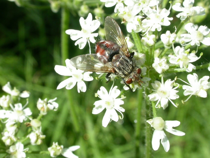 chlorophana - Peleteria iavana - réf. 13792 (733 x 550 pixels, 145 ko)