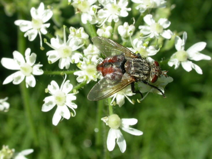 chlorophana - Peleteria iavana - réf. 13817 (733 x 550 pixels, 129 ko)