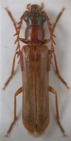 Anonyme - Emmita serricornis - réf. 13333 (244 x 480 pixels, 23 ko)