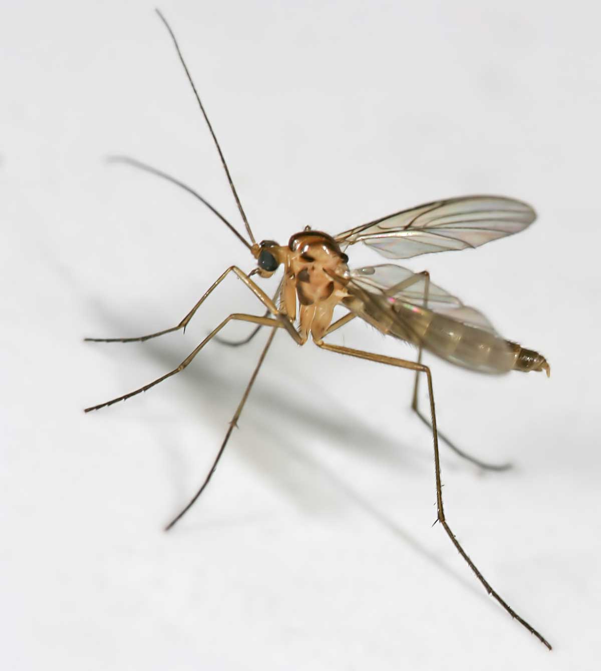 Dimitri GEYSTOR - Macrocera fasciata - réf. 13660 (1200 x 1340 pixels, 39 ko)