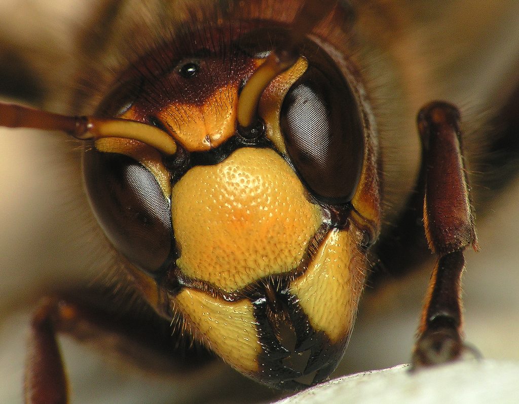 bobgaia - Vespa crabro - réf. 13523 (1024 x 796 pixels, 146 ko)