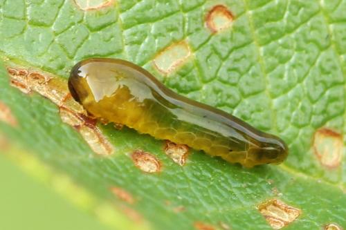 Caliroa cerasi