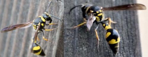 Eumenes sp.