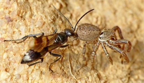 Réf. 130 433 : Dipogon sp.