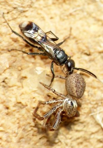 Dipogon sp.