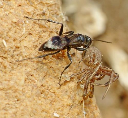 Réf. 130 435 : Dipogon sp.