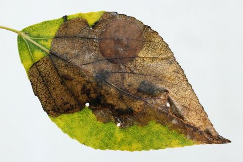 Heterarthrus ochropoda