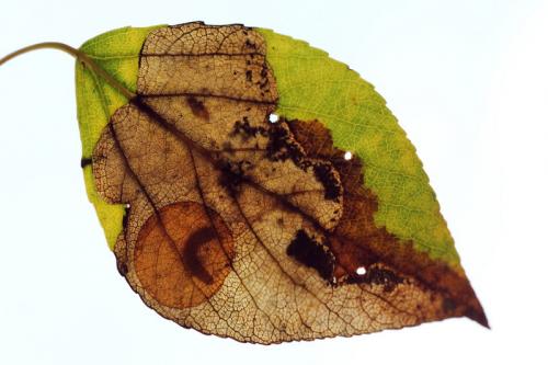 Heterarthrus ochropoda