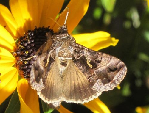Autographa gamma