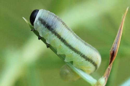 Réf. 130 800 : Monoctenus sp.