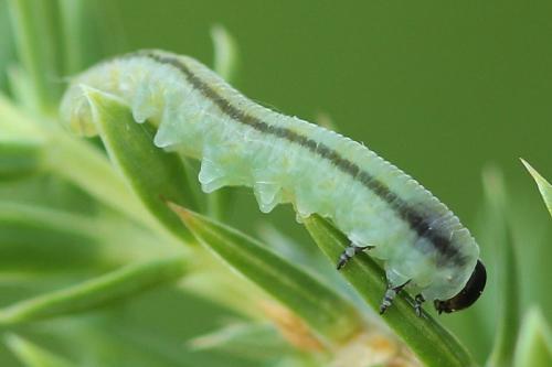Réf. 130 801 : Monoctenus sp.