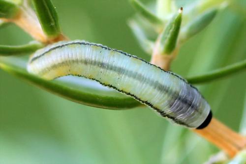 Réf. 130 802 : Monoctenus sp.