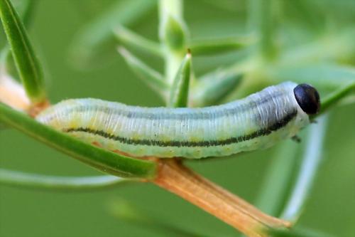 Réf. 130 803 : Monoctenus sp.
