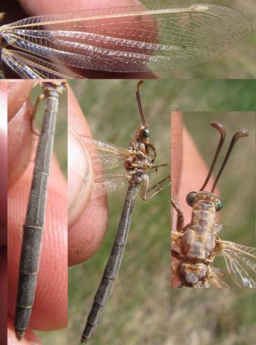 Réf. 130 842 : Creoleon lugdunensis