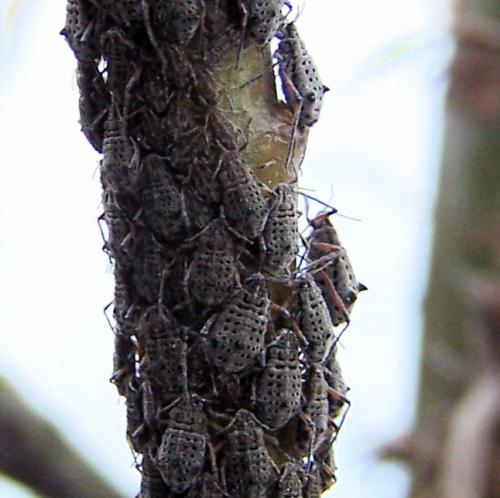 Tuberolachnus salignus