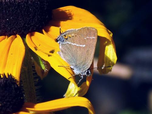 Réf. 130 165 : Satyrium spini