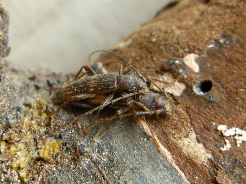 Réf. 130 136 : Penichroa fasciata