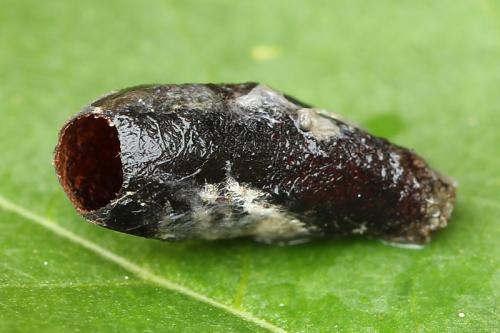 Réf. 130 816 : Nematus alniastri