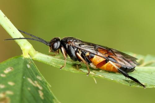 Réf. 130 813 : Nematus alniastri