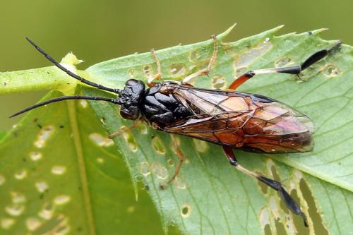 Réf. 130 814 : Nematus alniastri