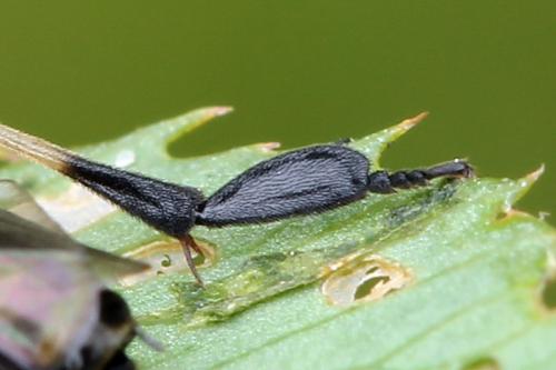 Réf. 130 815 : Nematus alniastri