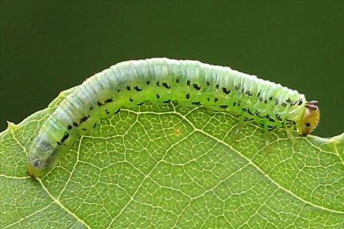 Réf. 130 806 : Nematus alniastri