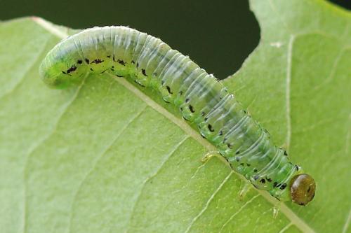 Réf. 130 809 : Nematus alniastri