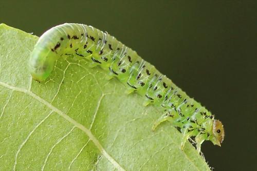 Réf. 130 808 : Nematus alniastri