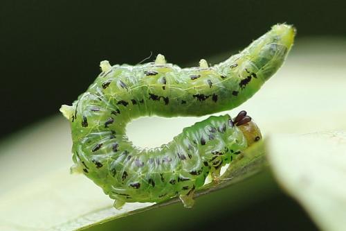 Réf. 130 807 : Nematus alniastri