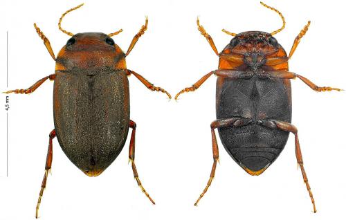 Réf. 130 009 : Deronectes aubei sanfilippoi