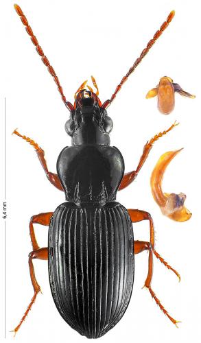 Réf. 130 082 : Abacetus salzmanni
